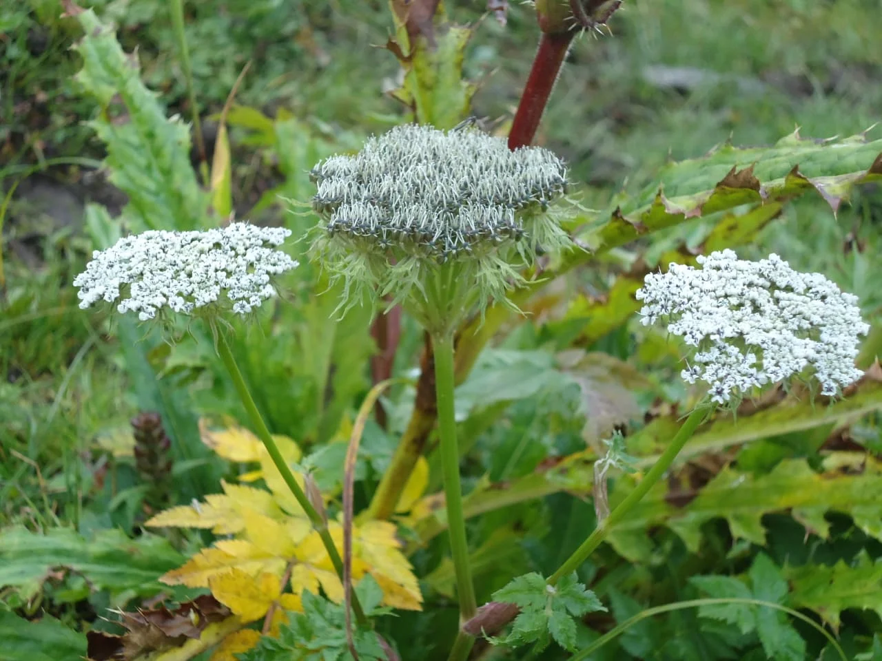 Wildflowers at Dayara