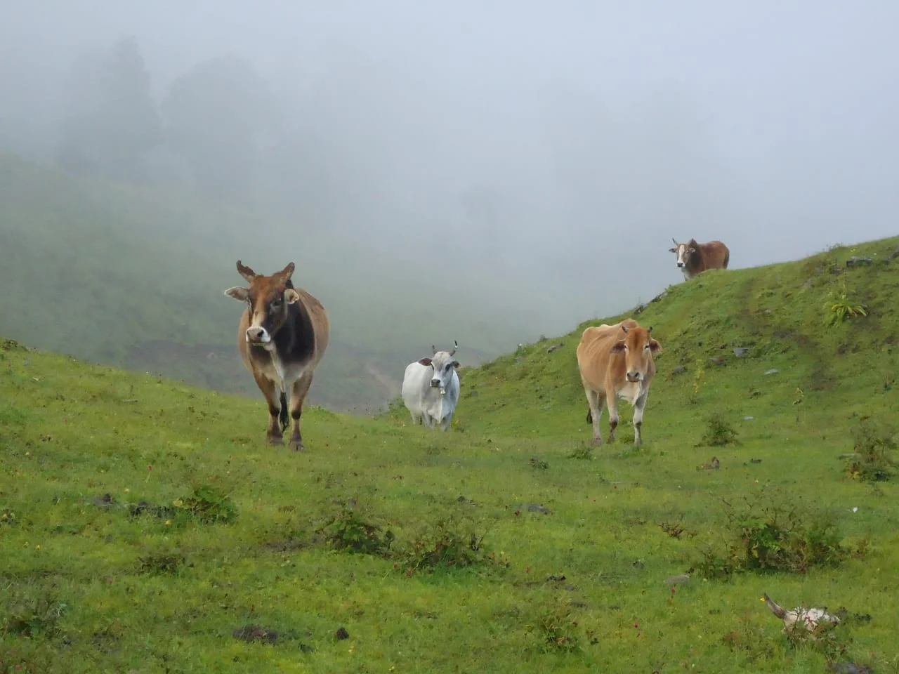 Cattle at Dayara Bugyal