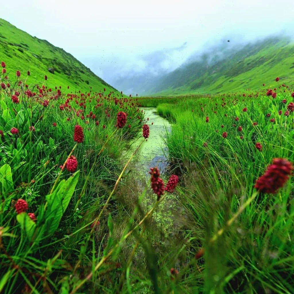 Valley of Flowers rainfall