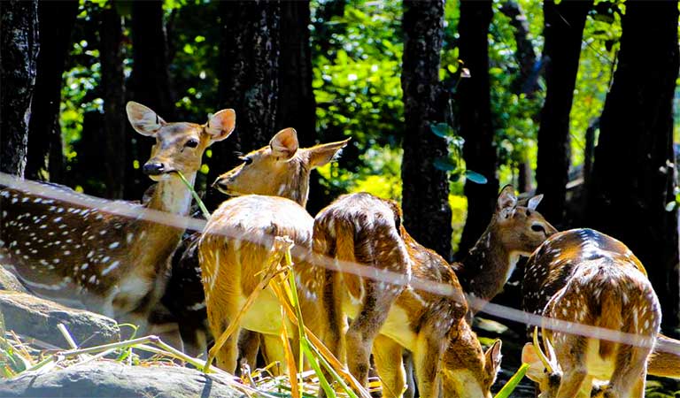 Dehradun Zoo, malsi deer park dehradun